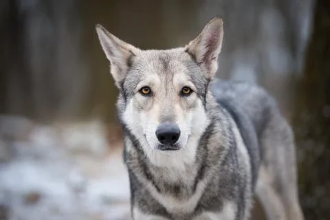 Wolf in forrest in winter Stock Photos