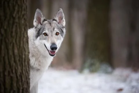 Wolf in forrest in winter Stock Photos