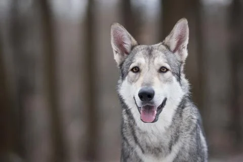 Wolf in forrest in winter Stock Photos