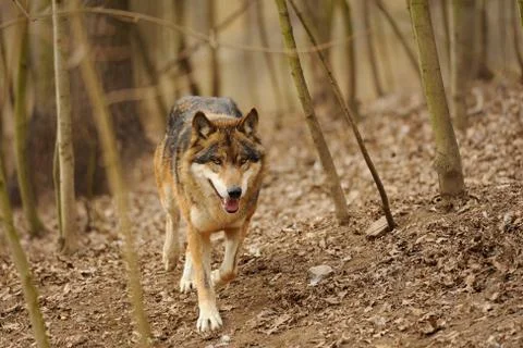 Wolf from the front running in the forrest Stock Photos