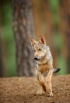 Wolf from front view in forest 스톡 사진