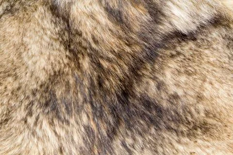 Wolf fur texture 스톡 사진