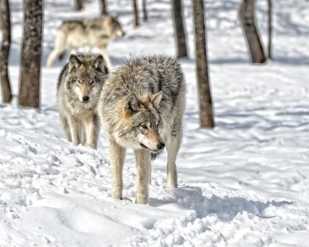 Wolf Gathering Stock Photos