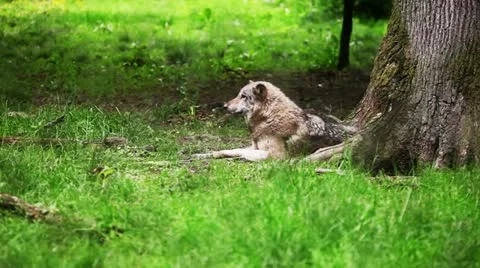 Wolf get up Stock Footage 11091384