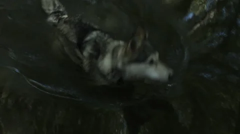 Wolf getting out of river Stock Footage 42659089