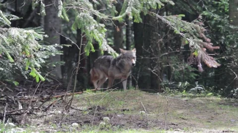 Wolf getting out of the woods, wildlife, predator, dangerous animal Stock Footage 44432279