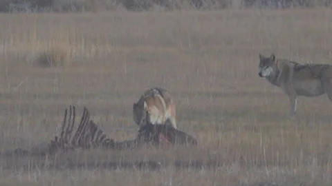 Wolf Gnawing Carcass Video Stock Footage 320586896