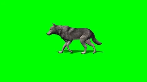 Wolf goes - with and without shadow - green screen Stock Footage