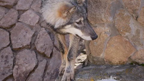 Wolf gracefully navigating a short set of stone steps in slow motion highlights Stock Footage 290464706