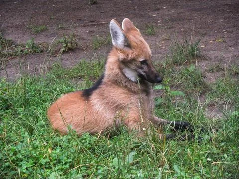 Wolf on the grass. Stock Photos