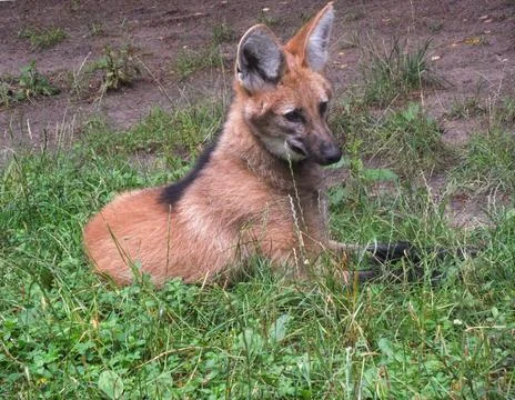 Wolf on the grass. Stock Photos