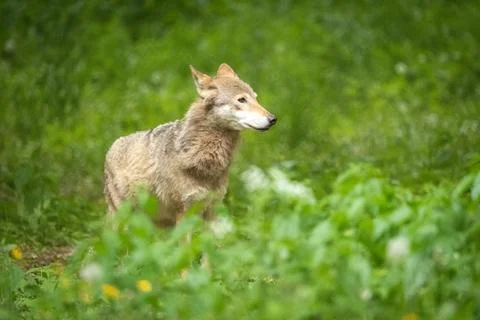 Wolf in the green forest Stock Photos