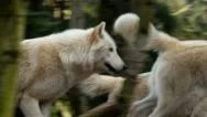 Wolf, Grey Wolf, Gray Wolf, Pack Stock Footage