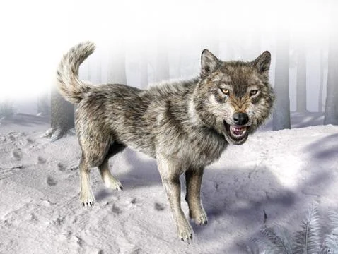 Wolf growling standing on snow. Stock Illustration