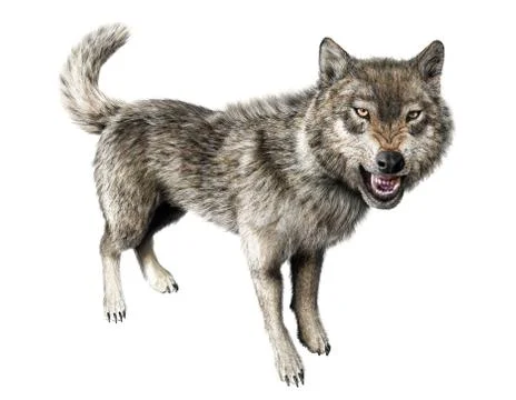 Wolf growling standing on white background. Stock Illustration