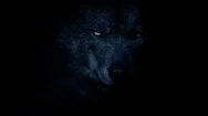 Wolf Growls In The Darkness Stock Footage