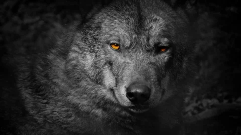 Wolf Growls With Fiery Eyes Abstract Stock Footage