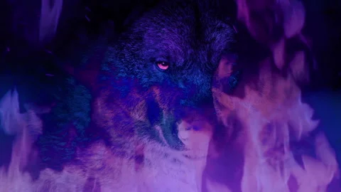 Wolf Growls In Flames And Psychedelic Colors VJ Abstract Stock-Footage 159570253