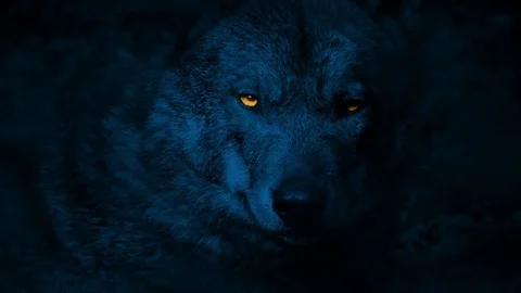 Wolf Growls With Glowing Eyes At Night Stock Footage