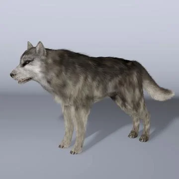 wolf 3d model free