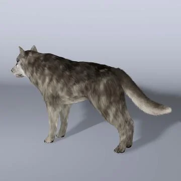 3D Model: Wolf Hair ~ Buy Now #91432091 | Pond5