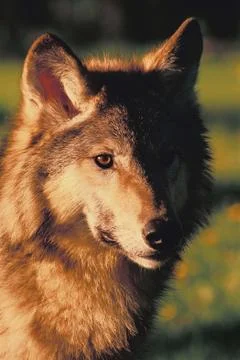 Wolf head close up Stock Photos