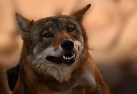 Wolf head front view Stock Photos