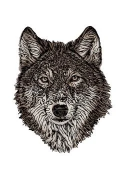 Wolf head Stock Illustration
