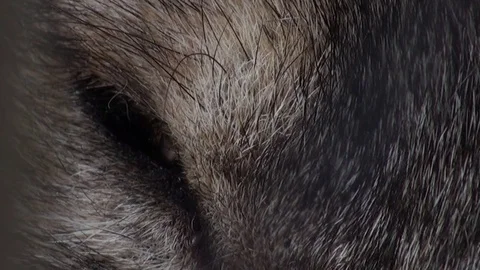 wolf eye texture