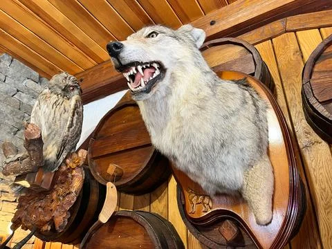 Wolf head Fotos de archivo