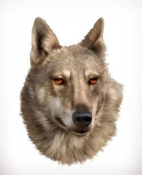 Wolf head, realistic vector illustration Stock Illustration