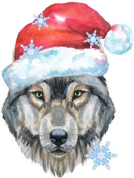 Wolf head in red Santa hat. Watercolor wolf painting illustration isolated .. Stock Illustration