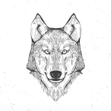 Wolf head on white Stock Illustration