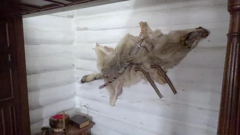 Wolf hide with dagger and antique pistols on a whitewashed wall of a Cossac.. Stock Footage 332399681