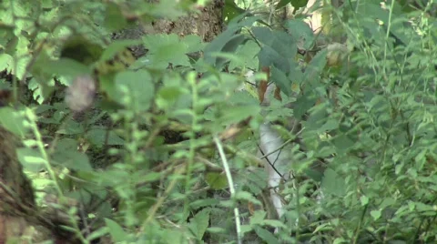 Wolf hiding in brush Video stock 320017