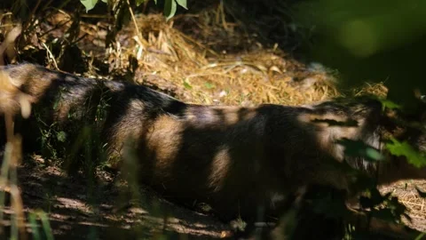 Wolf in the hiding in the woods Stock Footage 253364027