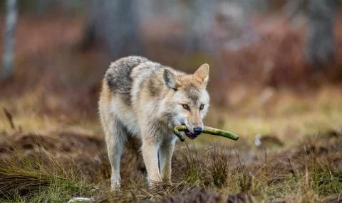 The wolf holds a bone in its mouth and walks through the forest .Eurasian wol Stock Photos