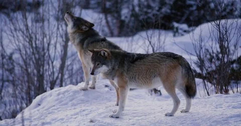 Wolf howling a cold winter night in the forest Stockbeeldmateriaal 79971341