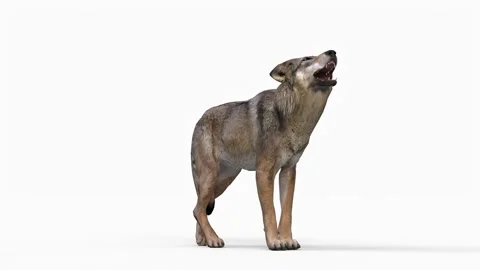 Wolf howling Stock Footage 314226227