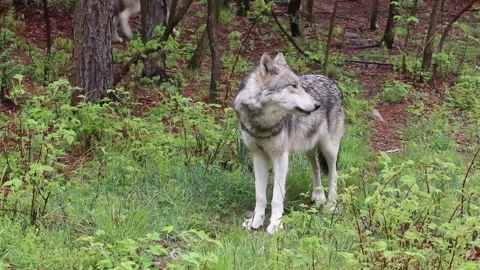 Wolf Howling at the Forest Video Footage Stock Footage 280934172