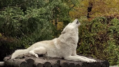 Wolf Howling In The Forest Video Footage Stock Footage 302470823