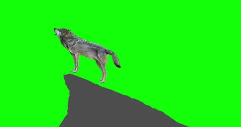 Wolf howling. An isolated wolf rises to a rock and howls. Static camera. Green Stock Footage 93966591