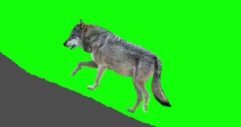 Wolf howling. An isolated wolf rises to a rock and howls. Panoramic camera. Stock Footage 93967467