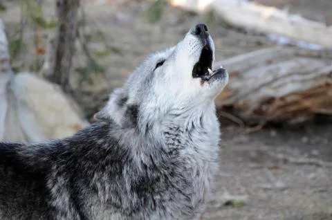 Wolf Howling Stock Photos