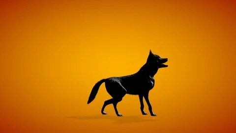 Wolf howling seamless loop orange studio Stock Footage 120247117