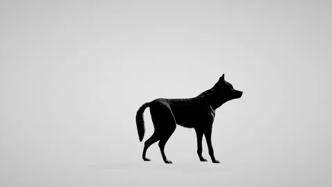 Wolf howling seamless loop, white studio Stock Footage 129940085