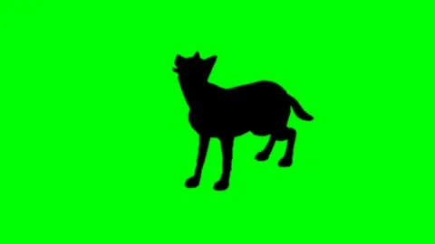 Wolf howling silhouette Animation Isolated on green screen background stock 库存影片 302580988