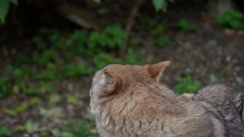 Wolf howling. Wolf in captivity in Zoo howling. Dog Animal closeup Stock Footage 132066462
