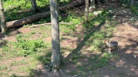 A wolf howls in the forest Stock Footage 246830617