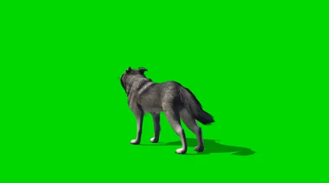 Wolf howls - seperated on green screen Видео 35186150